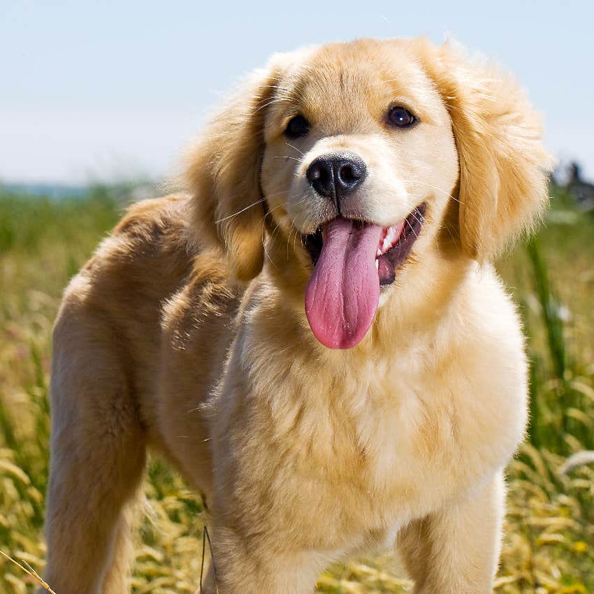 puppy with tongue sticking out
