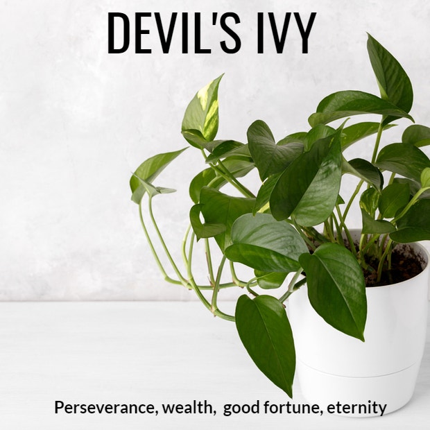 devil&#039;s ivy plant symbolism