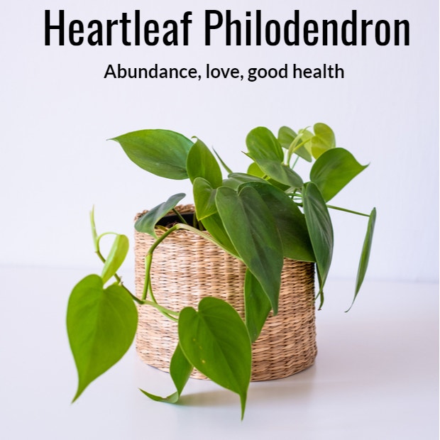 heartleaf philodendron symbolism