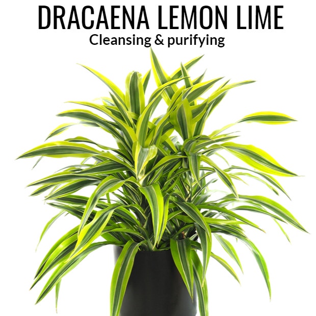 dracaena lemon lime plant symbolism