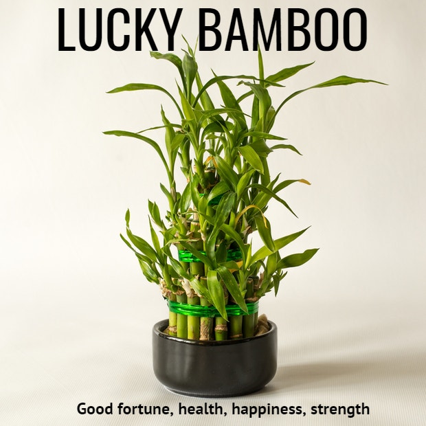 lucky bamboo plant symbolism