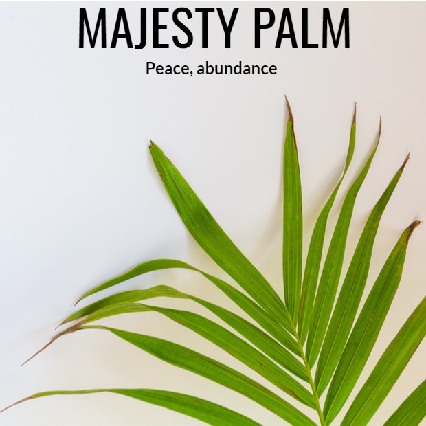 majesty palm symbolism