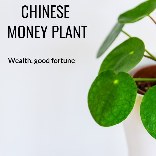 chinese money plant symbolism