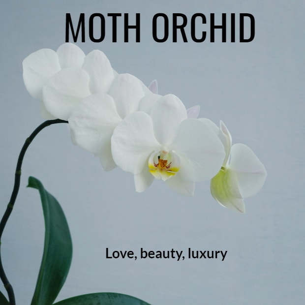 moth orchid plant symbolism