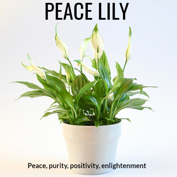 peace lily symbolism