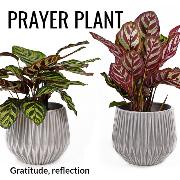 prayer plant symbolism