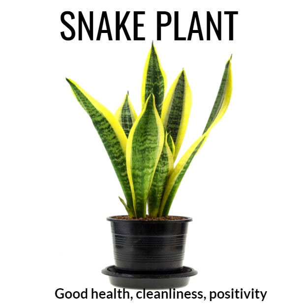 snake plant symbolism