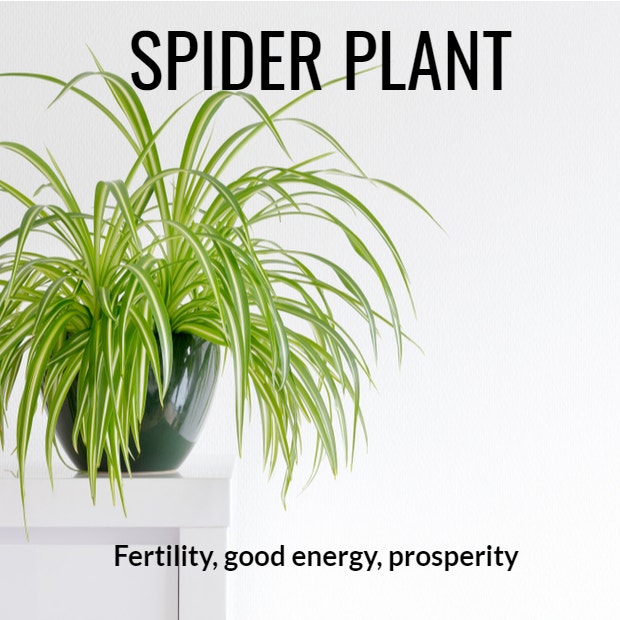 spider plant symbolism