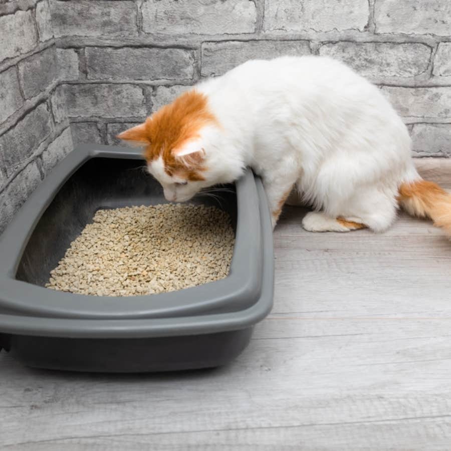 Man Calls Girlfriend &#039;Revolting&#039; After She Used Their Cat&#039;s Litter Box When He Took Too Long In The Bathroom