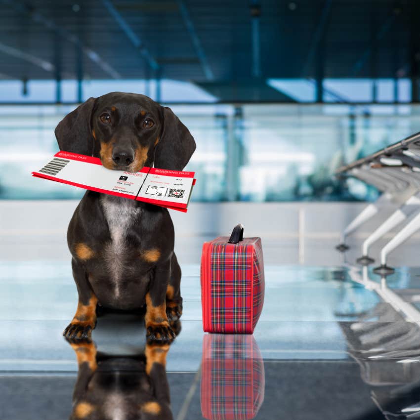 Woman Plans On Filing A Lawsuit For Not Being Able To Fly With Her 6 Pound Dog 