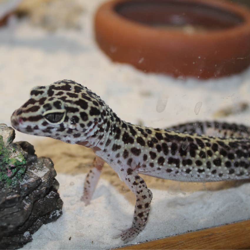 Mom Complains She’s The Only One That Feeds The Leopard Gecko She Gifted Her 5-Year-Old Son