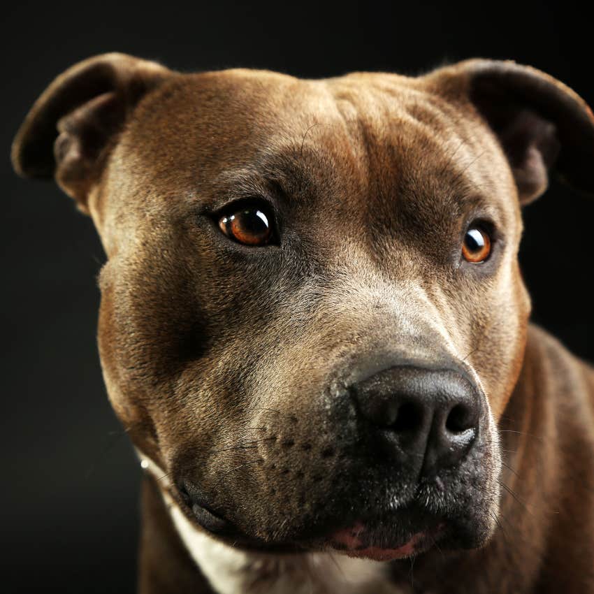 guy promises he&#039;s not going to keep aggressive foster dog until he meets him