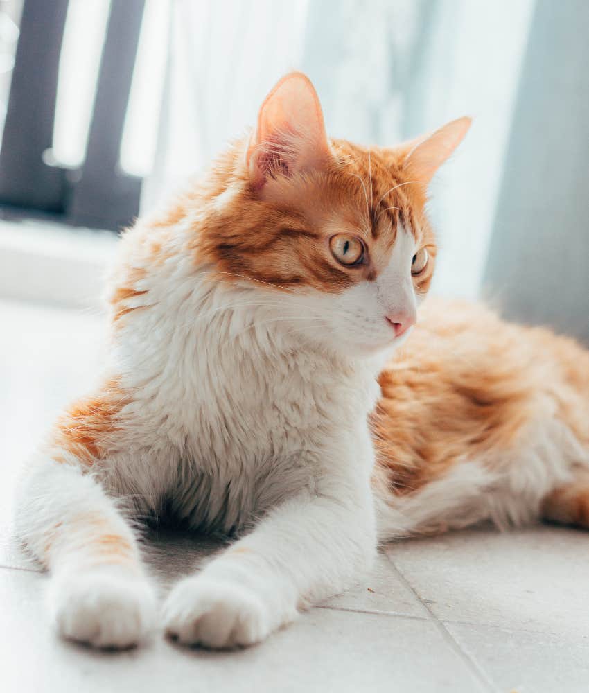 what the type of cat you have says about your personality and emotional state