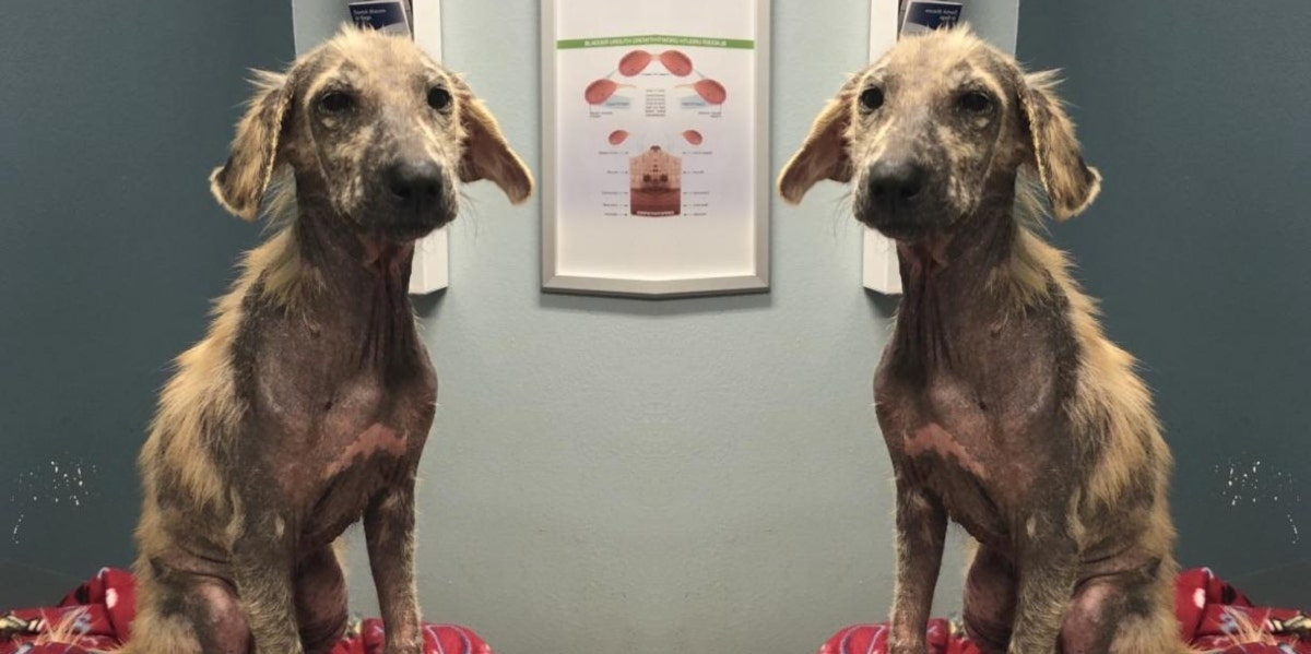 Watch This Scared, Mangy Dog's Inspirational Before & After Transformation