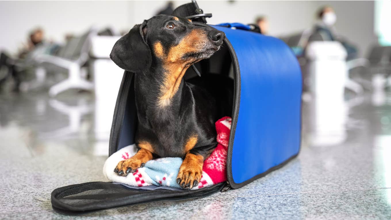 Small dog in an airport carrier