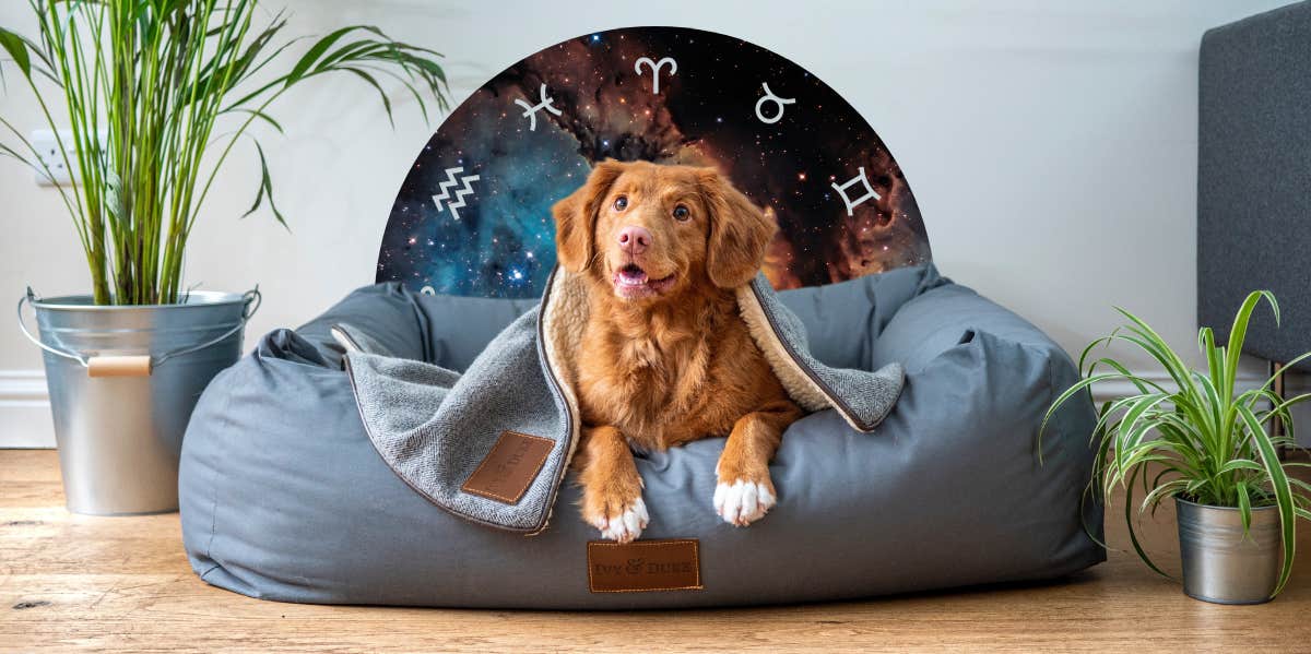 dog in dog bed and zodiac signs