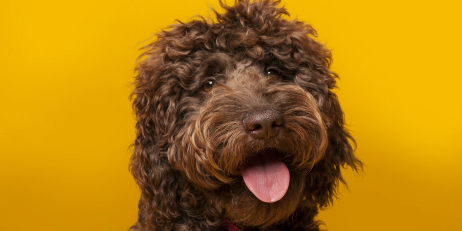 Who Is Wally Conron? New Details On Labradoodle Creator Who Says He Created A 'Monster'