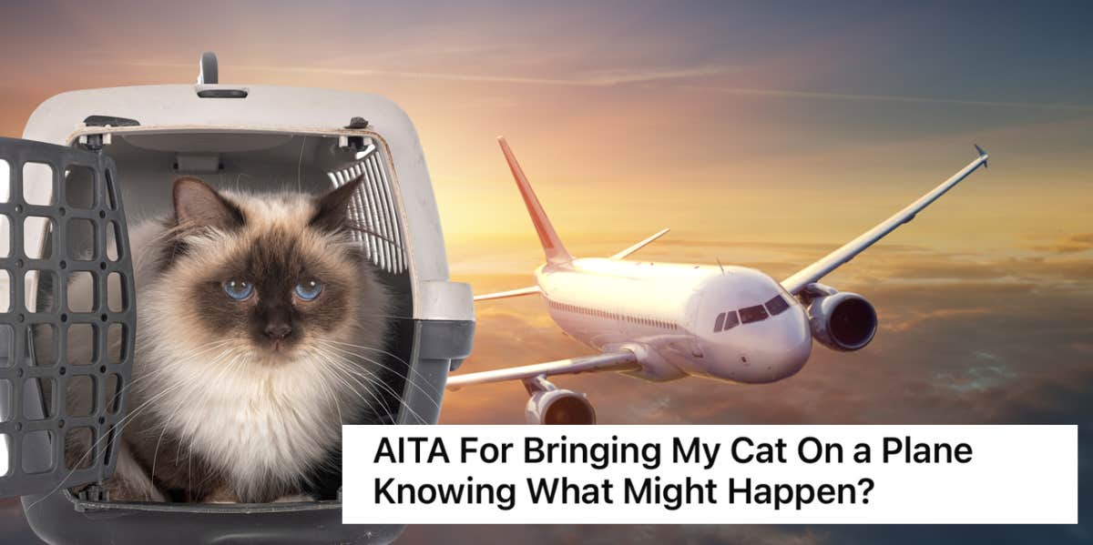 cat, plane, passenger 