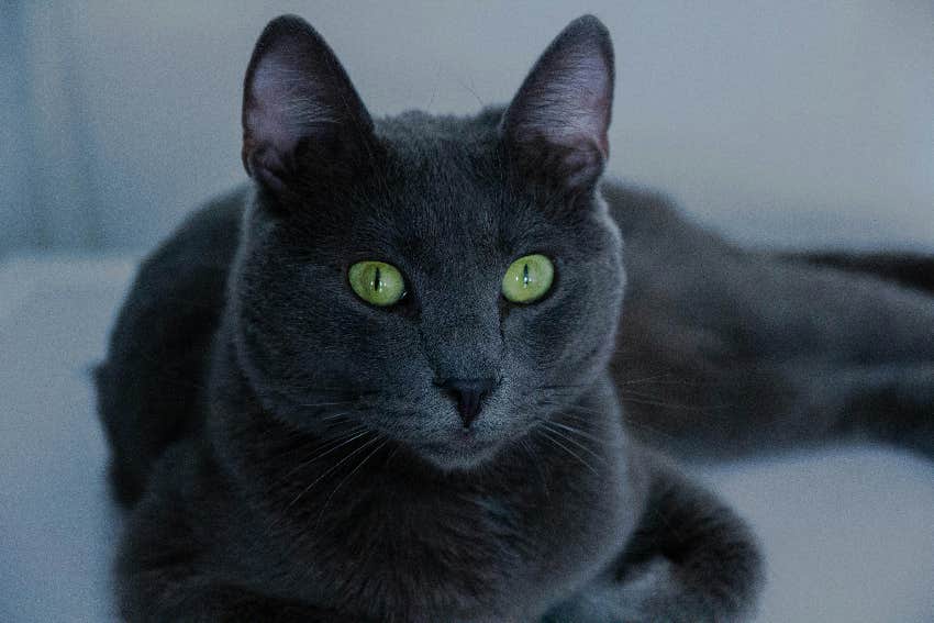 capricorn zodiac sign cat breed russian blue