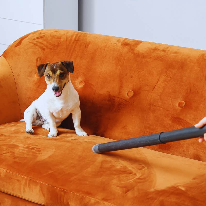 Jack Russell dog afraid of vacuum