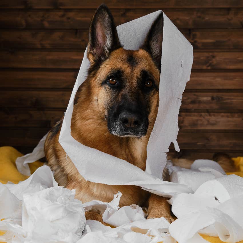 Dog covered in shredded toilet paper