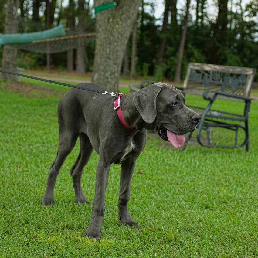 great dane going for a walk in the park