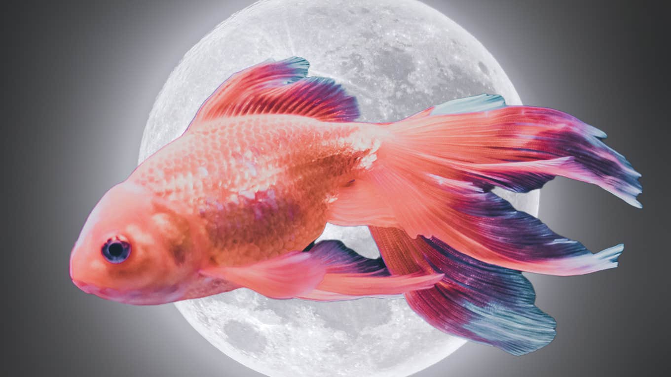 Horoscope For Each Zodiac Sign On May 29 — The Moon Enters Pisces