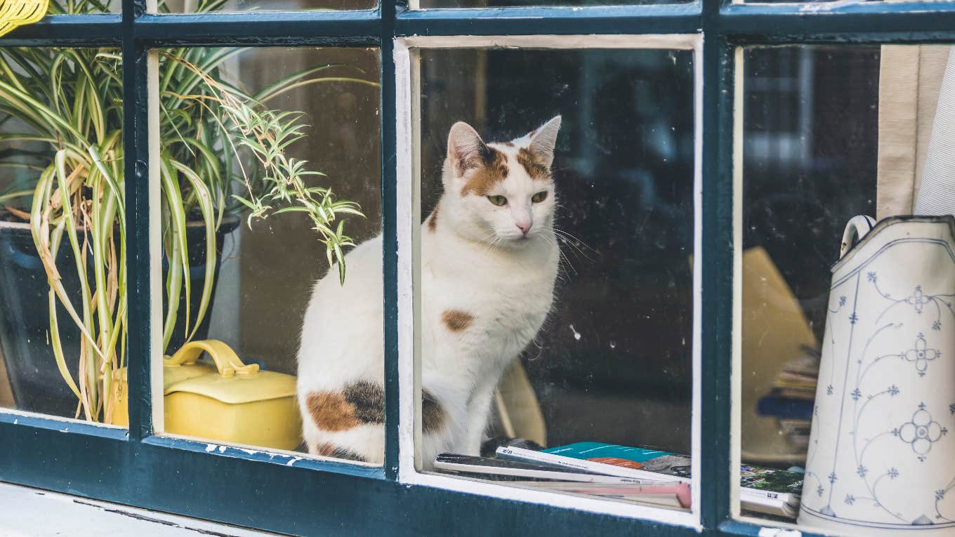 Cat sitting by window
