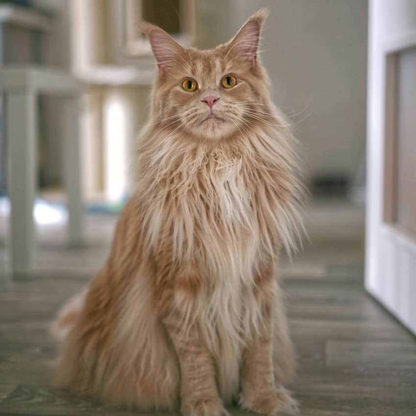 pisces zodiac sign cat breed maine coon