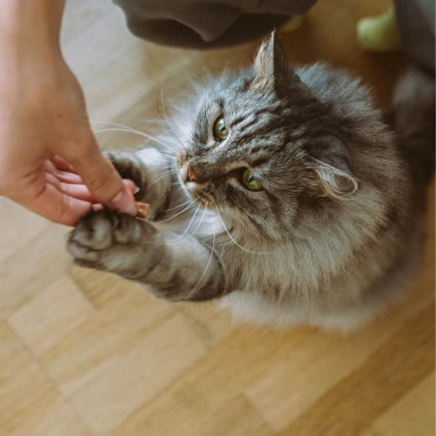 cat eating treat