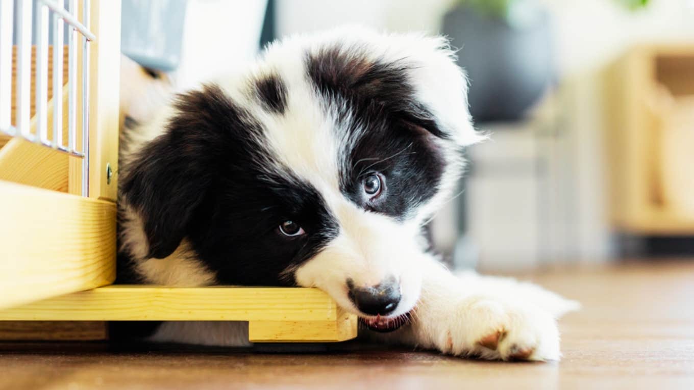 dog chewing on table 