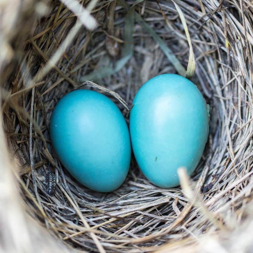 robins eggs