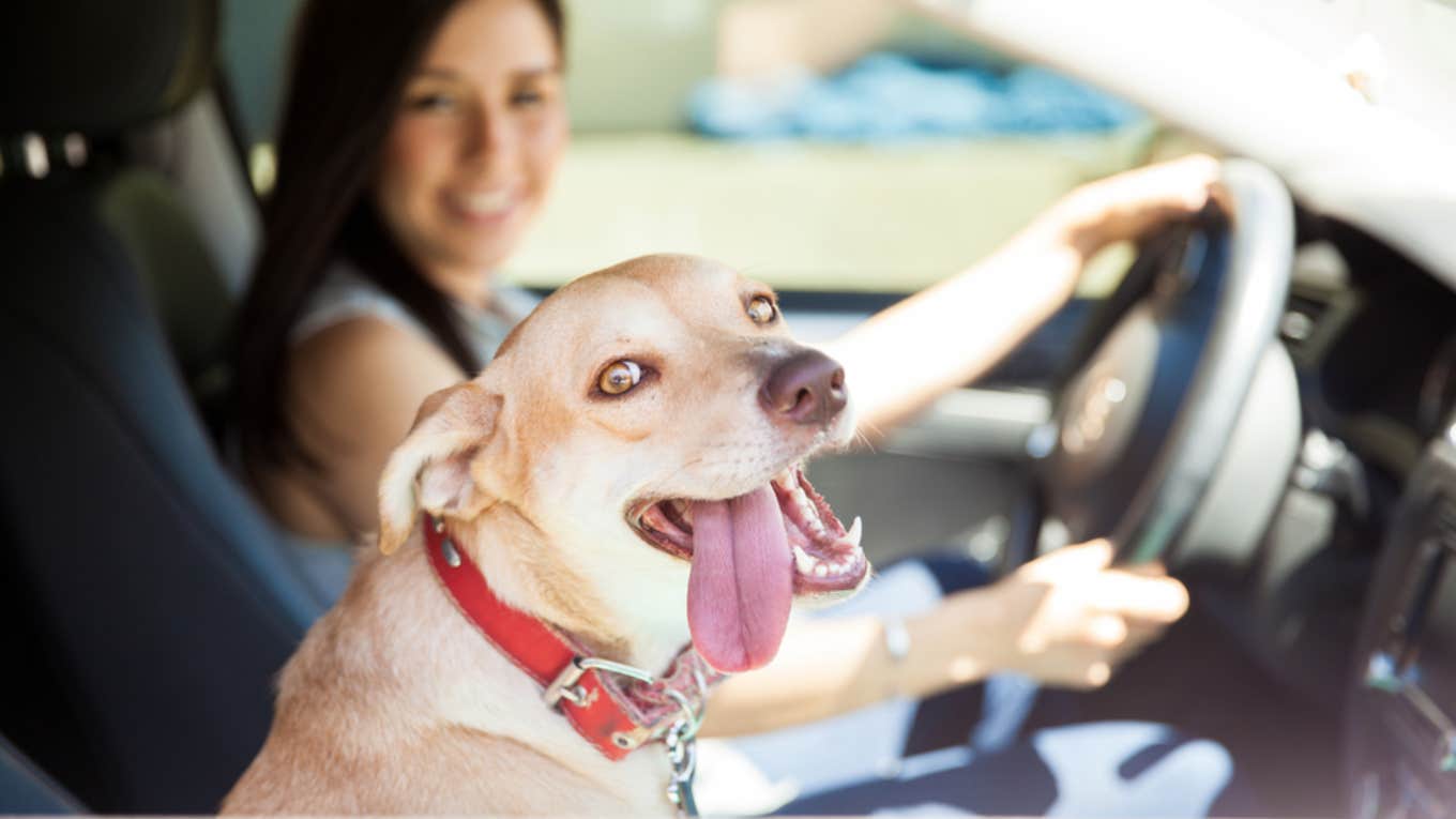 uber driver, dog 