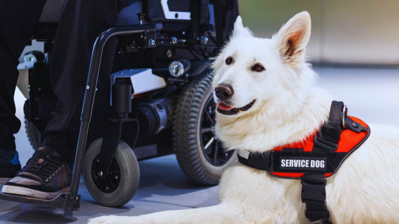 service dog, museum 