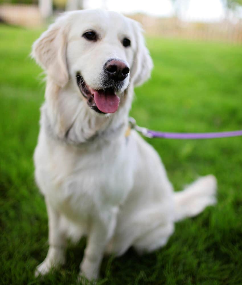 happy golden retriever dog