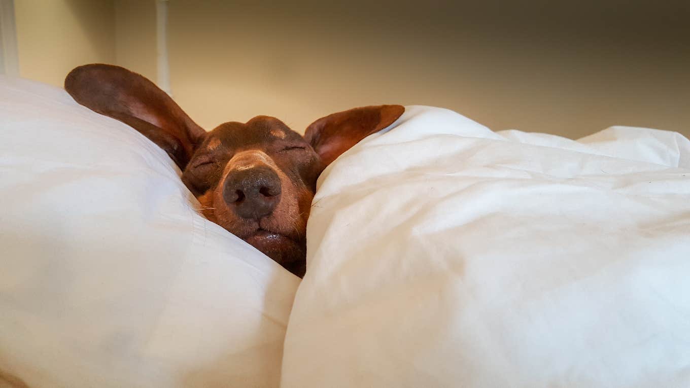 Dog sleeping on owner's pillow