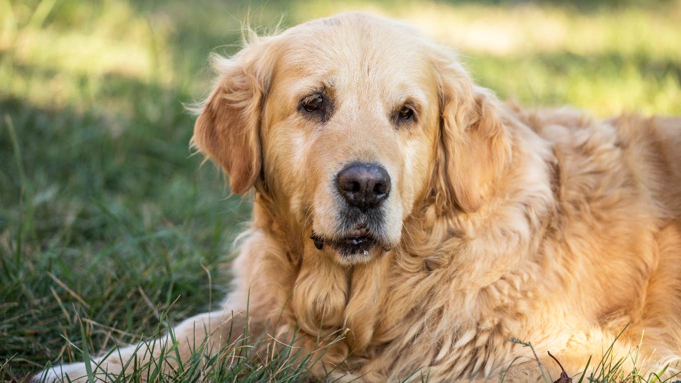 Senior golden retriever getting older