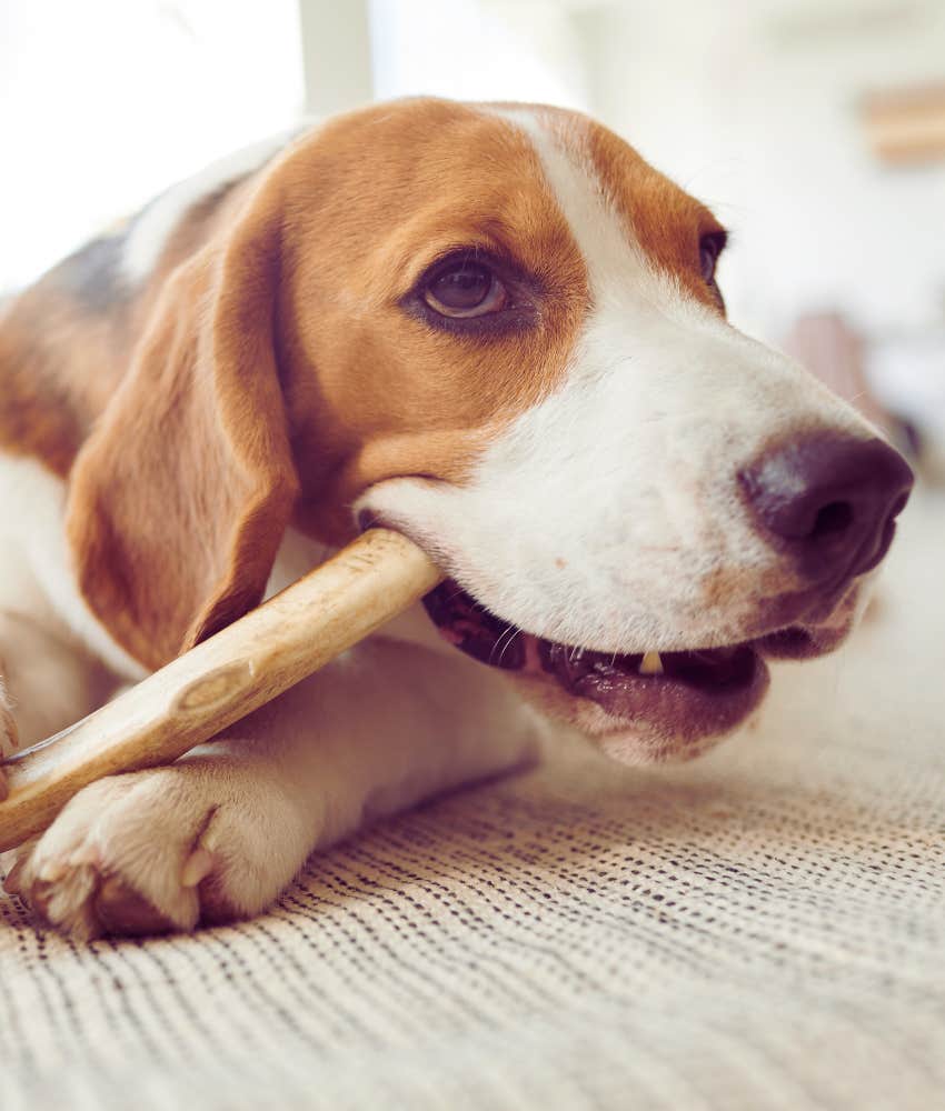 cute dog chewing on toy