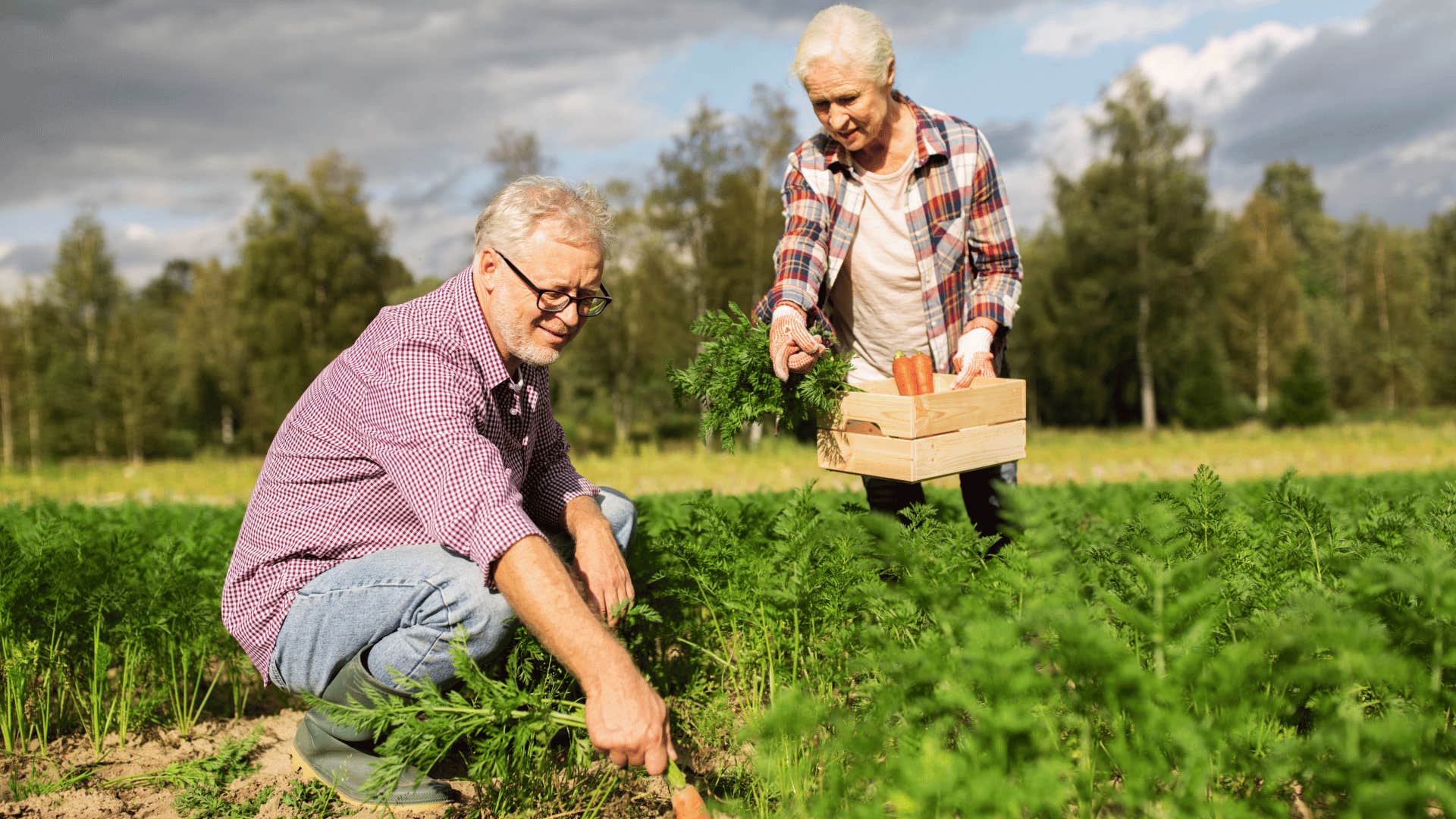 green collar farmers picking carrots