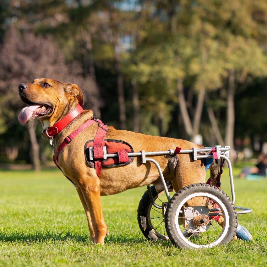 Paralyzed dog in a wheelchair at the park