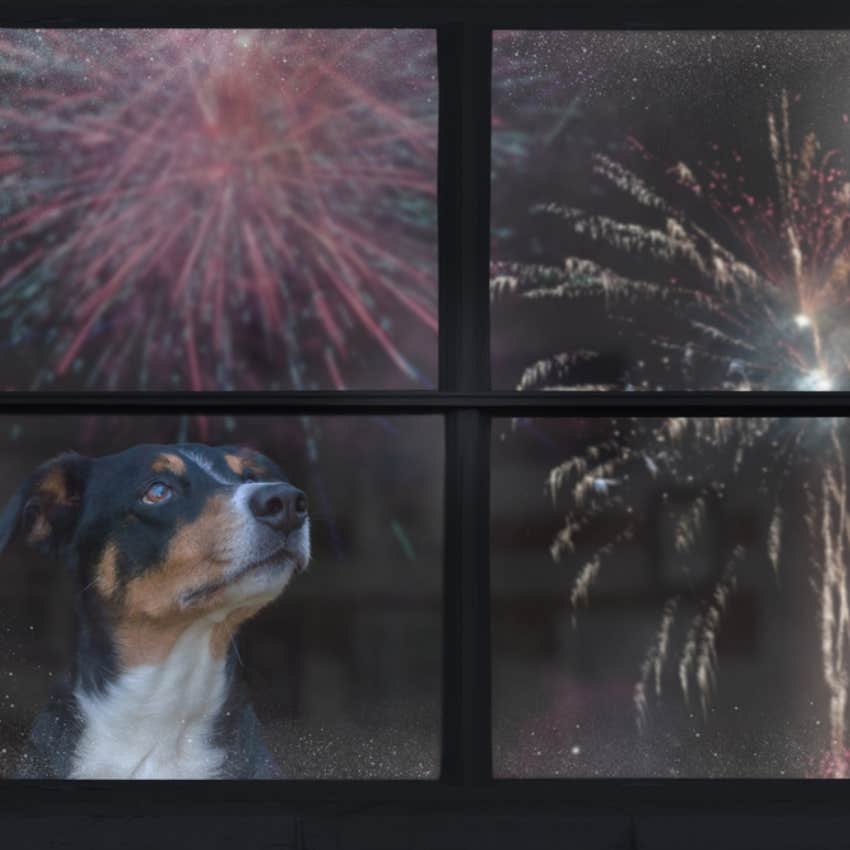 dog looking at fireworks 