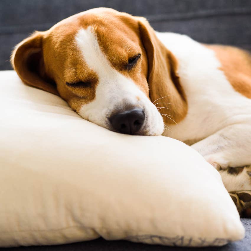 Dog sleeping on owner's pillow