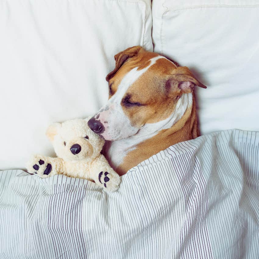 dog tucked into bed with stuffed animal