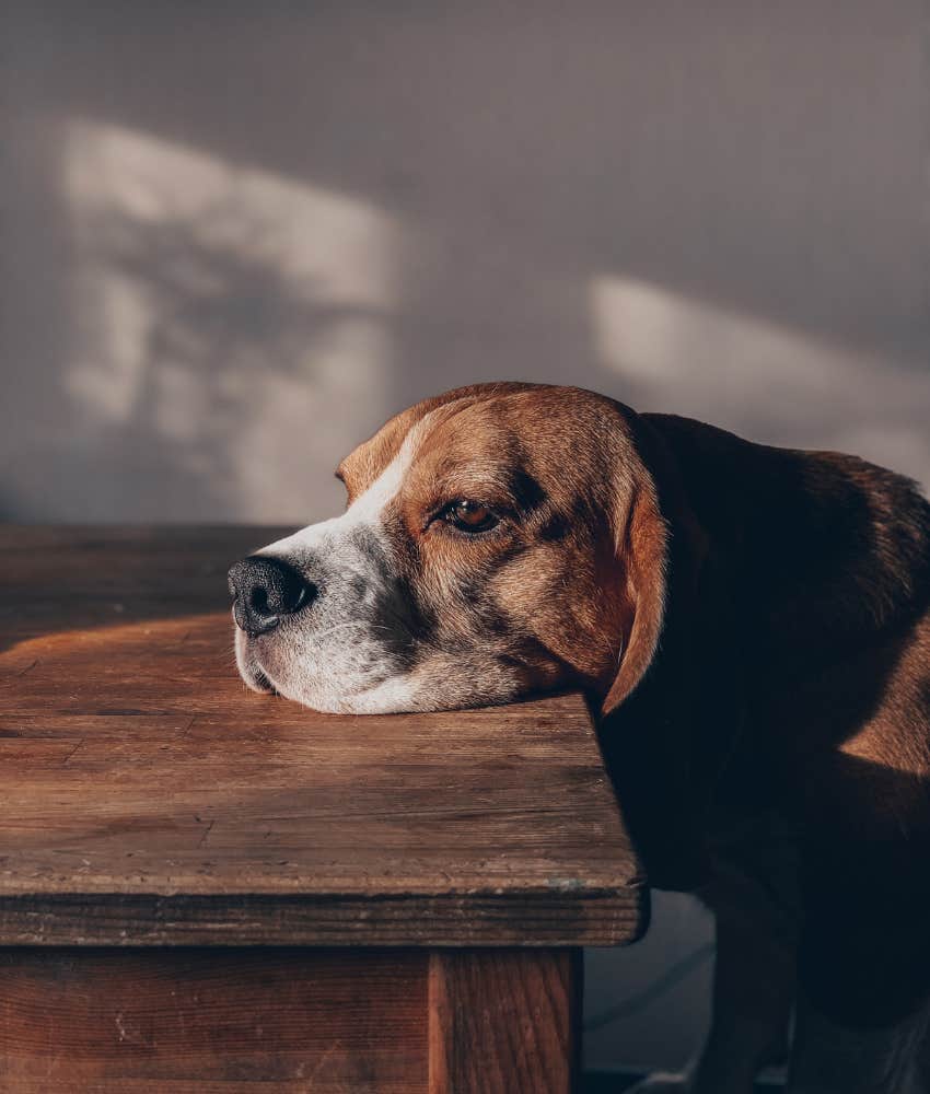 Dog resting his chin on a coffee table