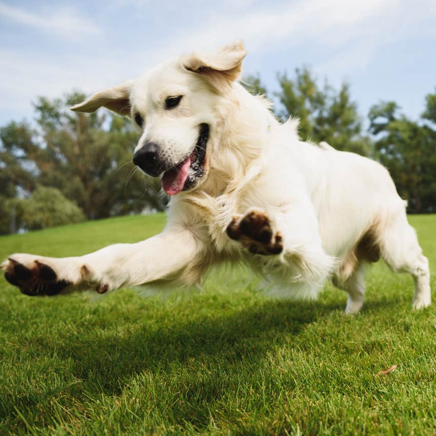 High energy dog playing at doggy daycare.