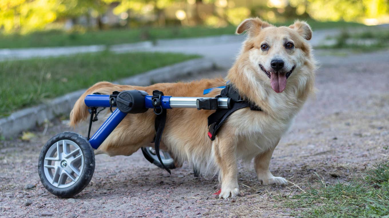 Paralyzed dog in a wheelchair at the park