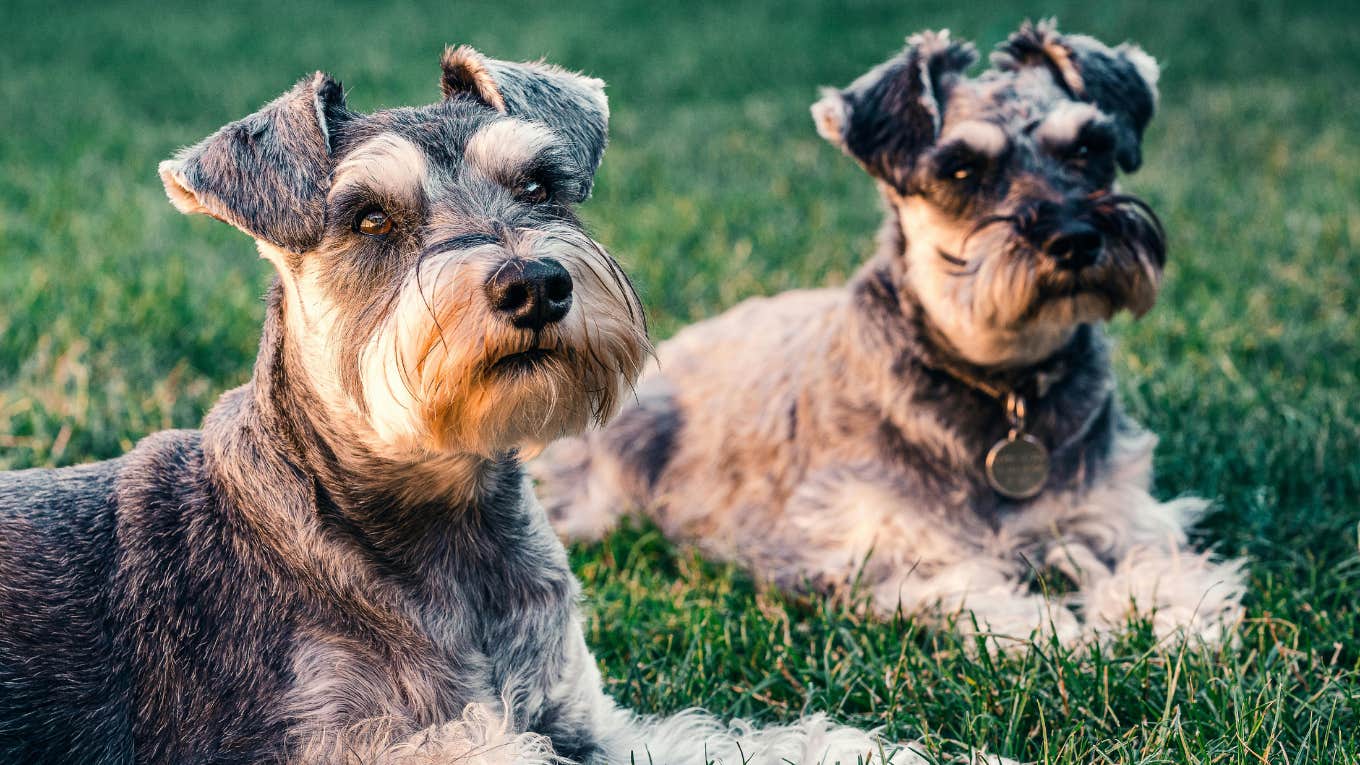 two dogs on a lawn