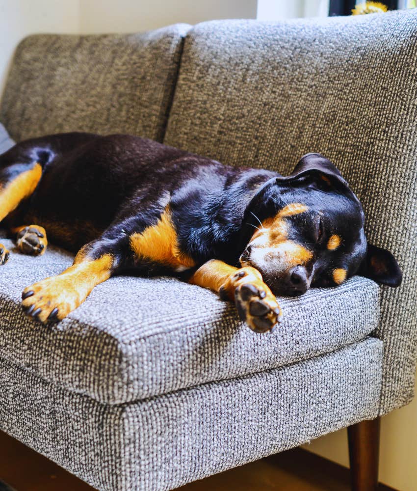 Rottweiler sleeping on couch