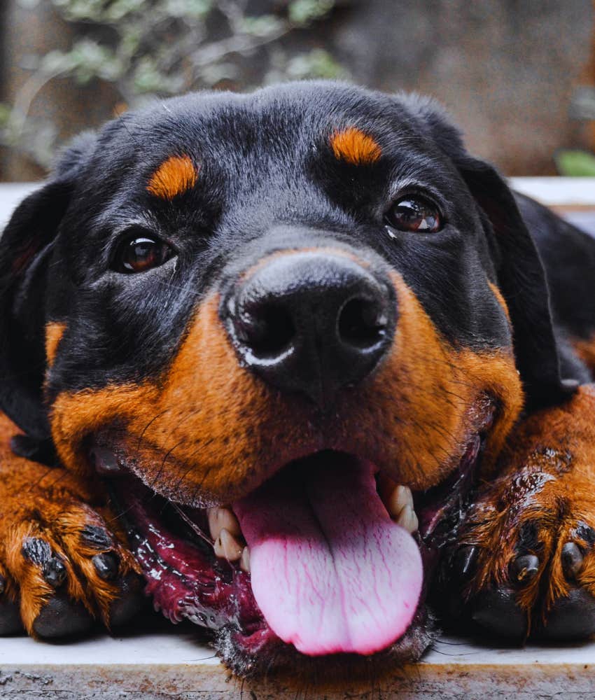 Close up of rottweiler with tongue out