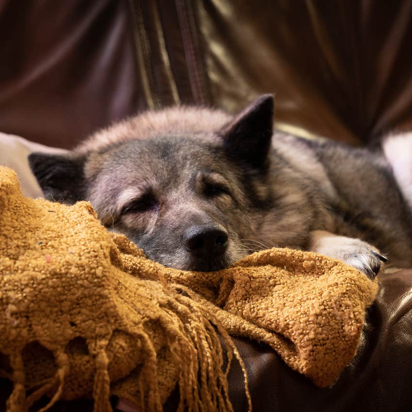 Sleeping senior dog getting older